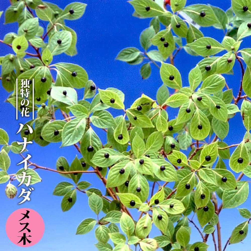 ②⭕珍種 花筏 ハナイカダ ちび 1苗 ハナイカダ メス木 苗 販売 苗木部 By 花ひろばオンライン