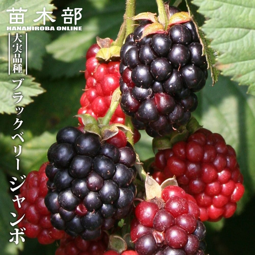 ラズベリー・ブラックベリー | 苗木部 本店 By 花ひろばオンライン