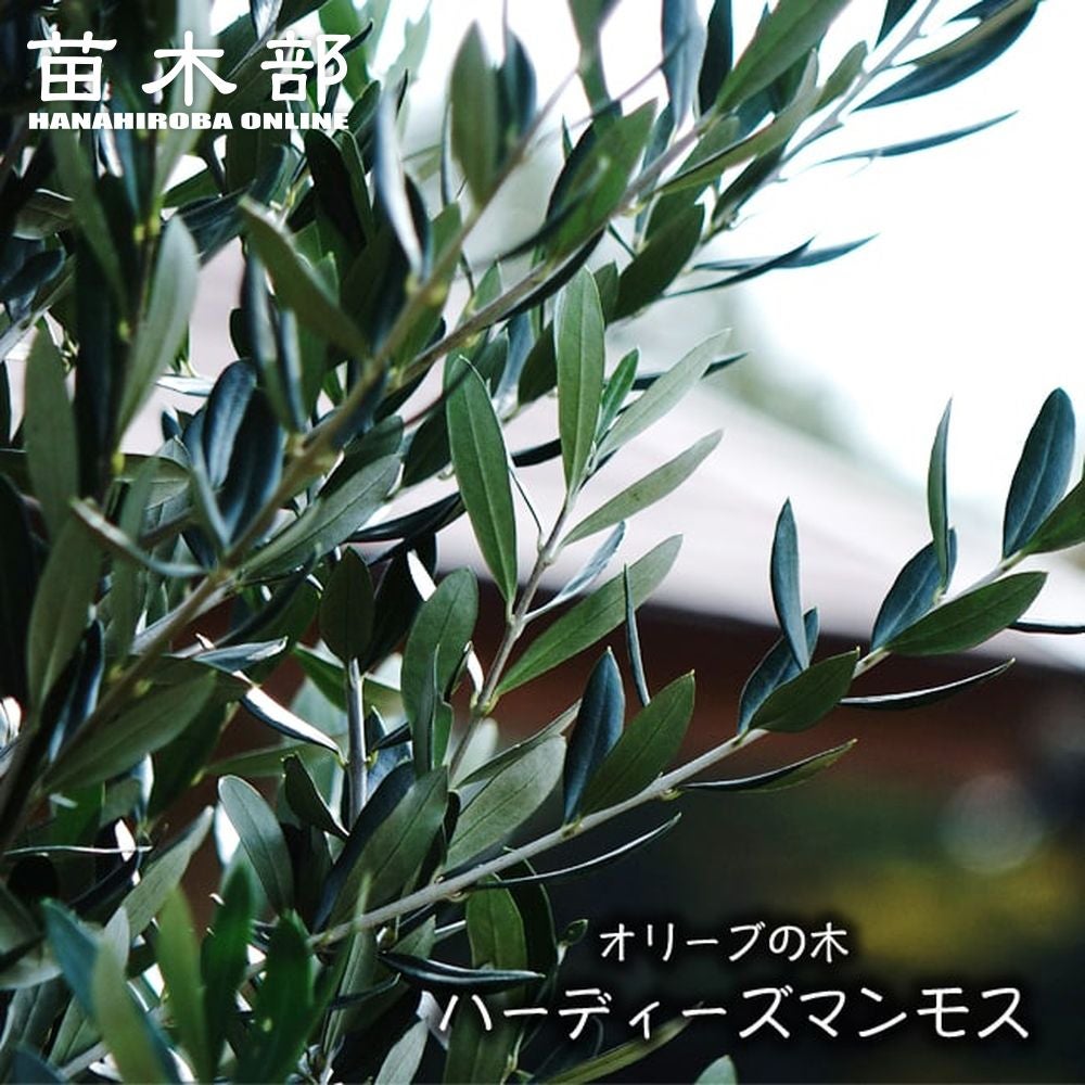 オリーブ カロレアの通販 苗木部 By 花ひろばオンライン