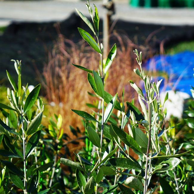 オリーブ カラマタ 苗 通販 苗木部 By 花ひろばオンライン