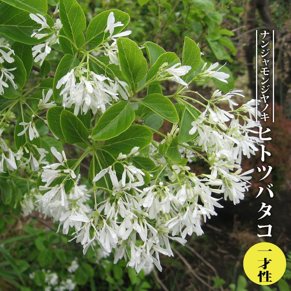 000000055322-01.jpg?size=l&w=