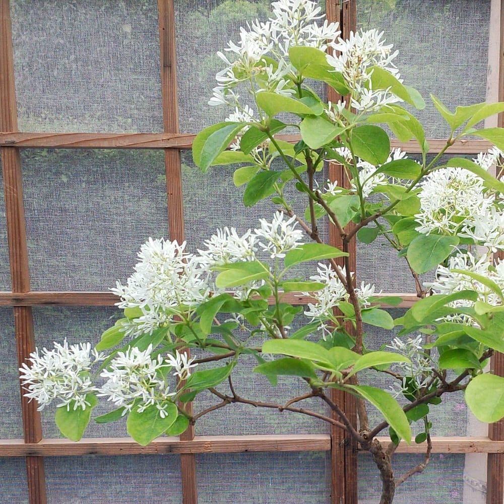 ヒトツバタゴ （ナンジャモンジャノキ） 一才性 苗 販売 苗木部 By 花