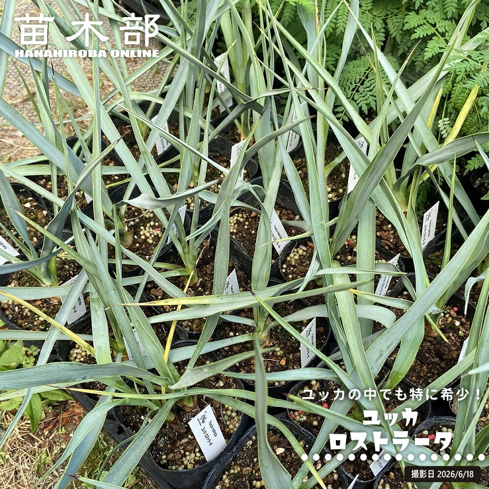 ユッカ ロストラータ 苗 植え時期 苗木部 By 花ひろばオンライン