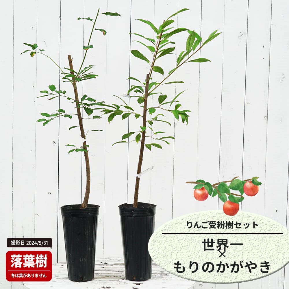 りんご 世界一ともりのかがやきの受粉樹セット