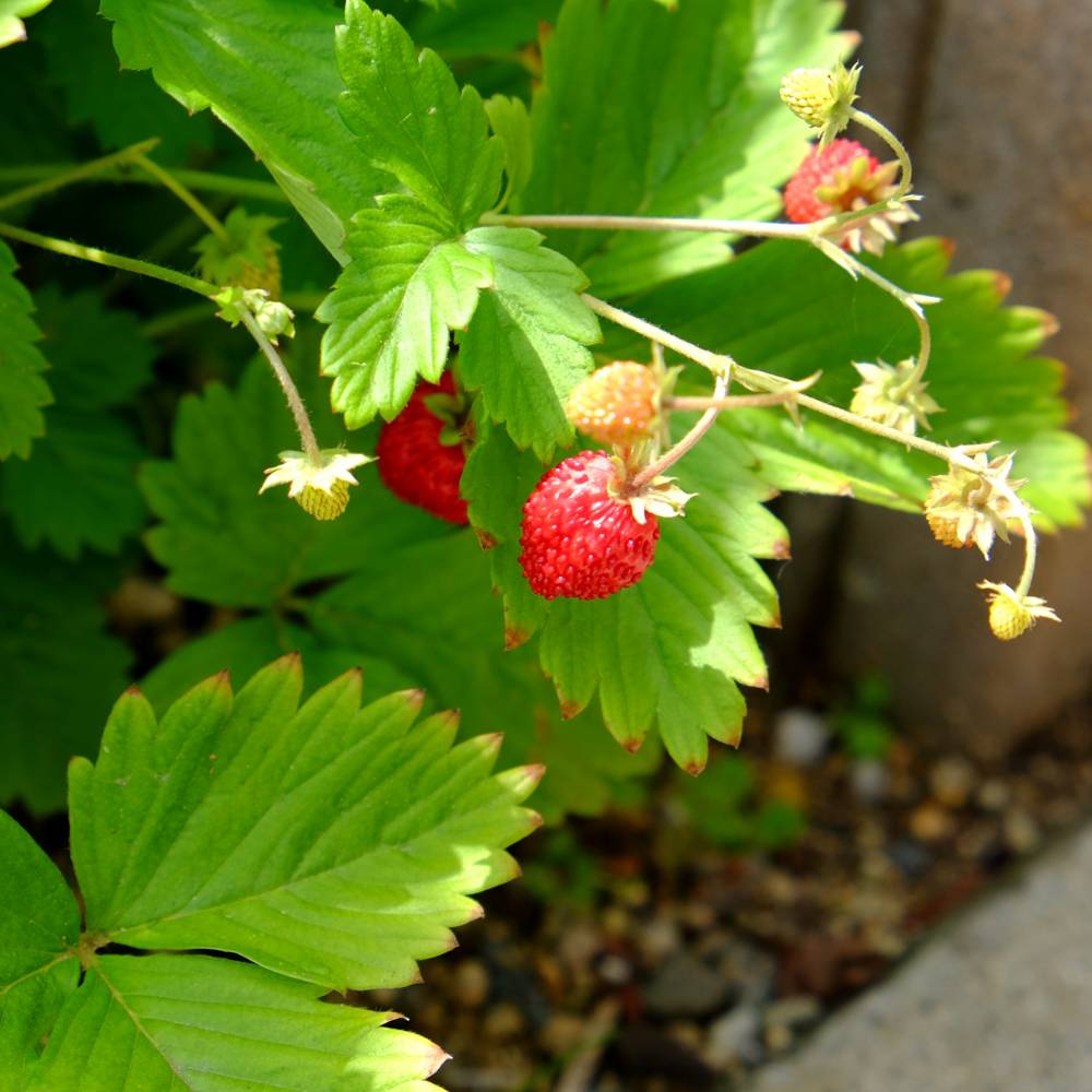 000000055534-04.jpg?size=l&w=