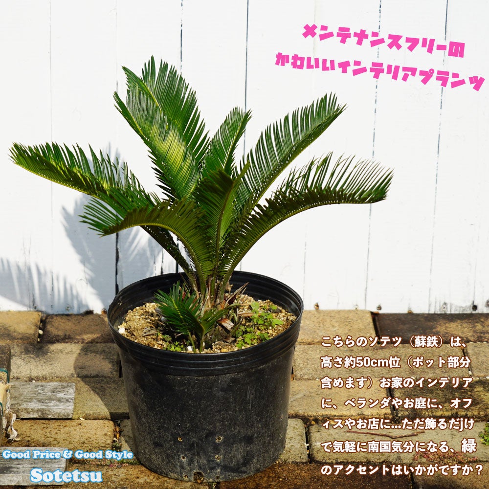 000000055558-04.jpg?size=l&w=