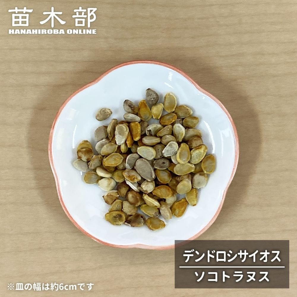 コーデックスの種子 【デンドロシサイオス ソコトラヌス