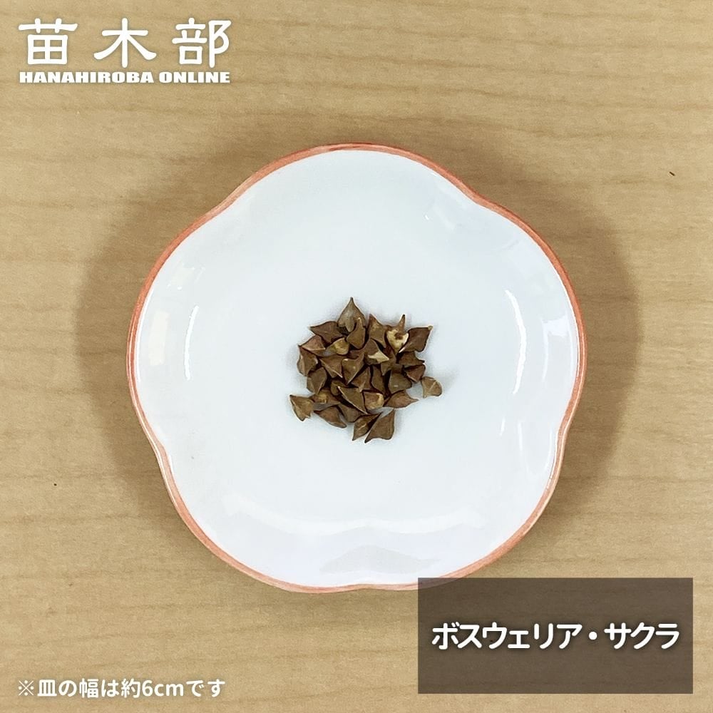 コーデックス ボスウェリア サクラ 苗 販売 苗木部 By 花ひろばオンライン