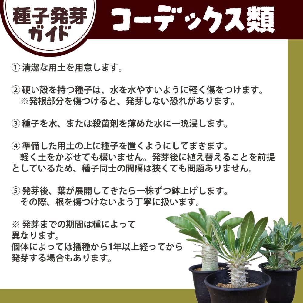 コーデックス ボスウェリア サクラ 苗 販売 苗木部 By 花ひろばオンライン
