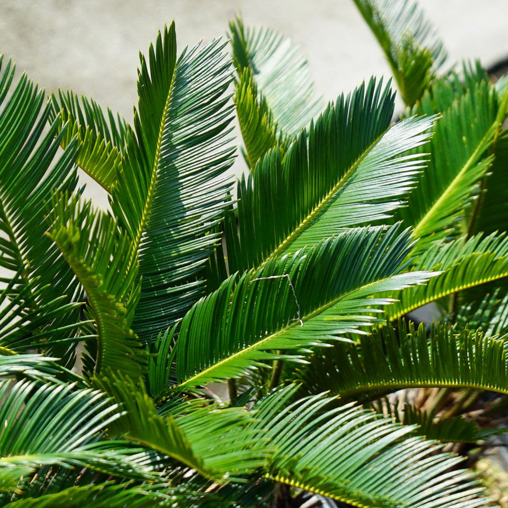 ソテツ 苗 鉢植え 苗木部 By 花ひろばオンライン