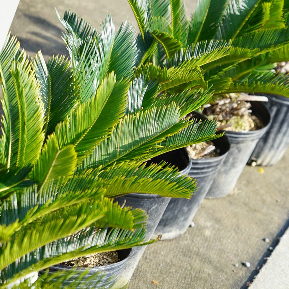 ソテツ 苗 鉢植え 苗木部 By 花ひろばオンライン