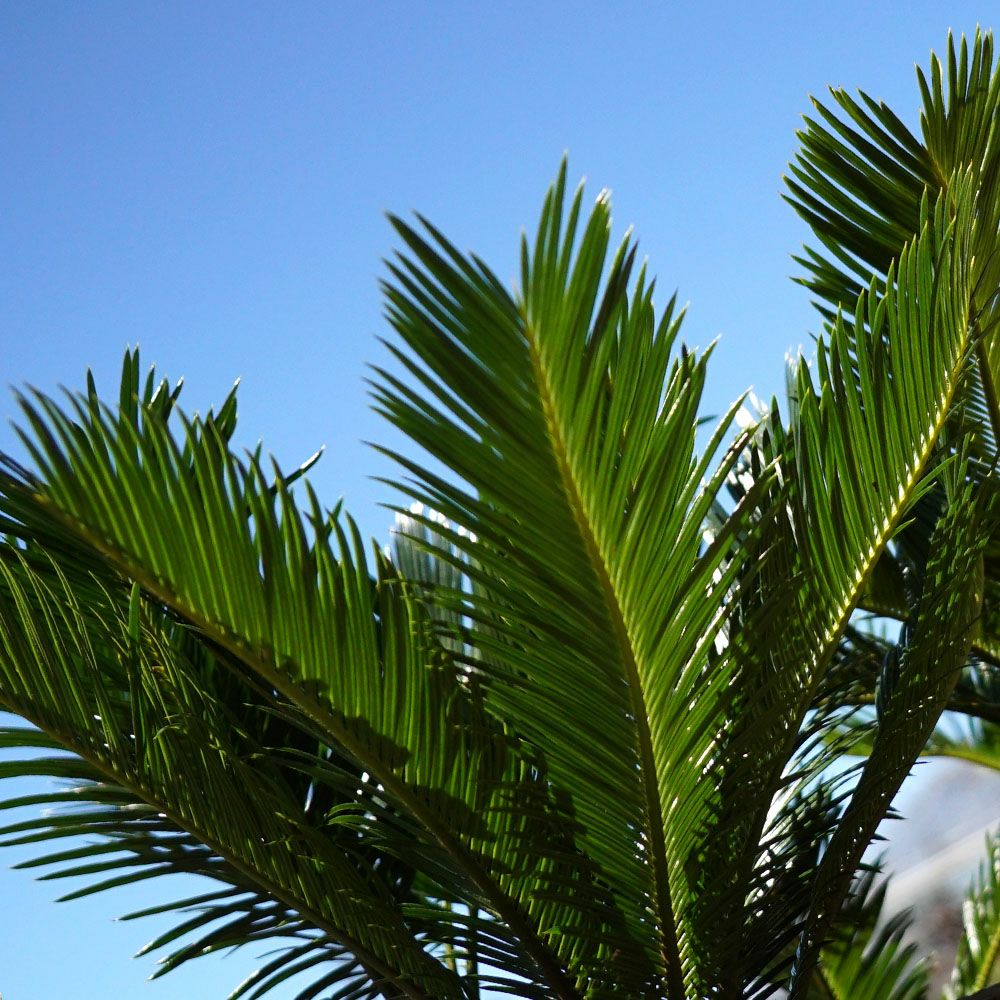 ソテツ 苗 鉢植え 苗木部 By 花ひろばオンライン