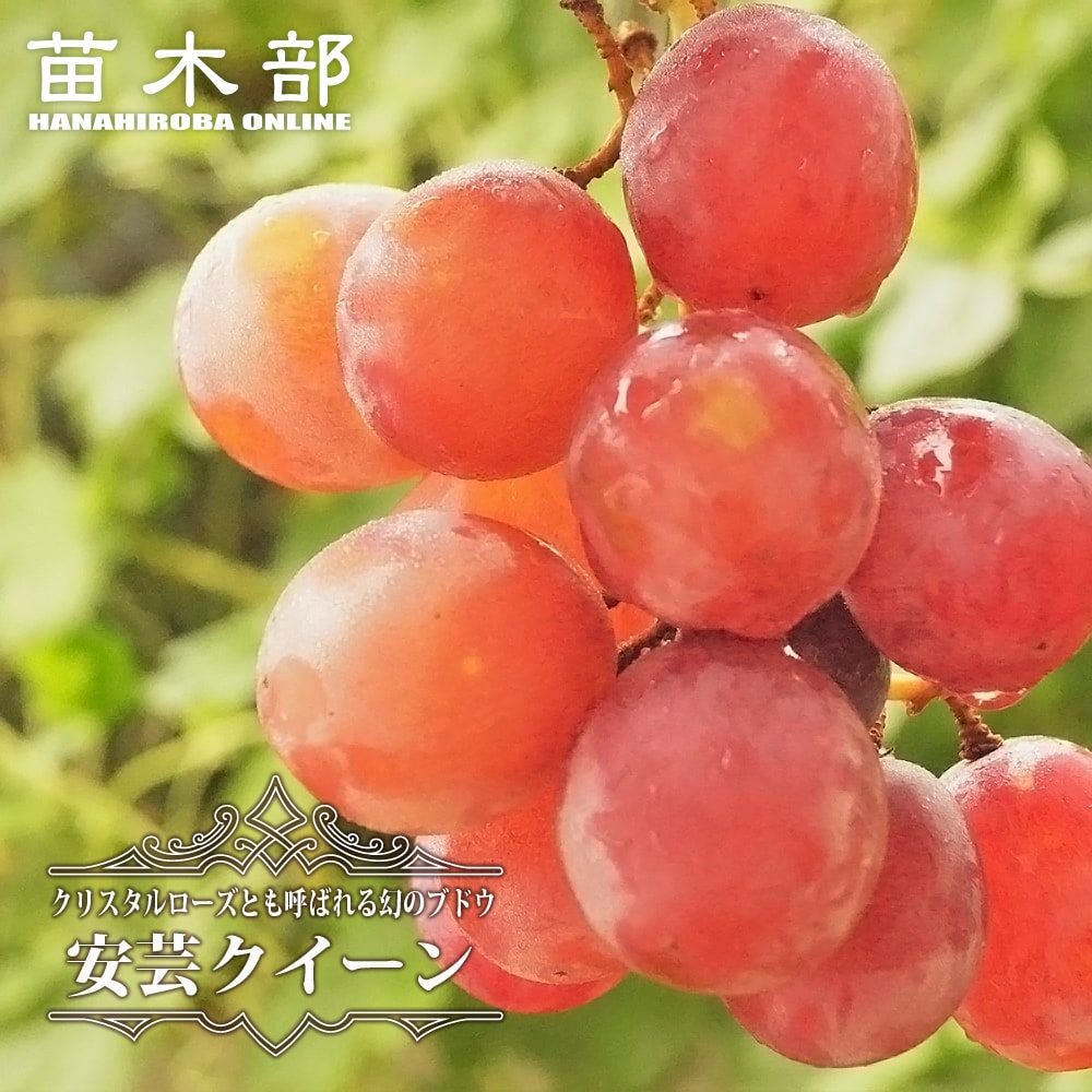 ブドウ 欧米雑種4倍体 シナノスマイル 苗 植え時期 苗木部 By 花ひろば