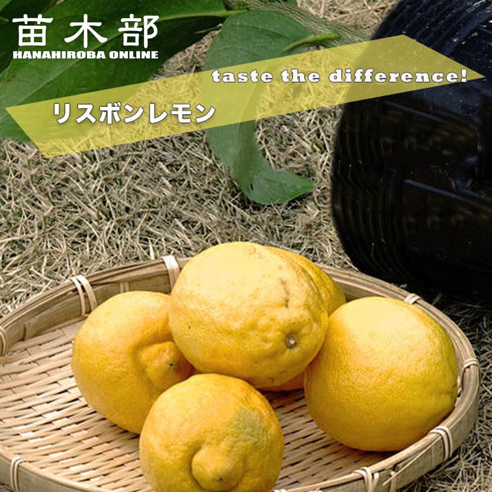 柑橘 レモン リスボンレモン 苗 通販 おすすめ 苗木部 By 花ひろば