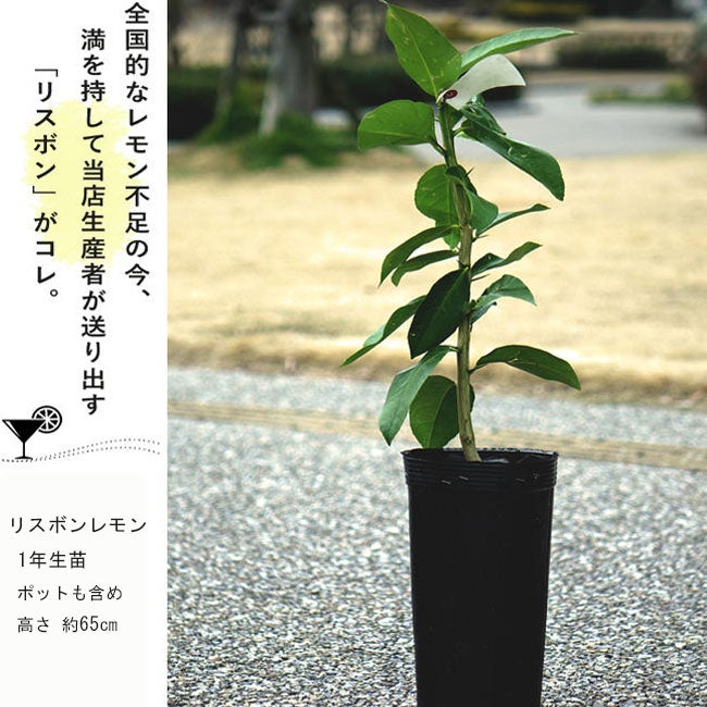 000000055795-04.jpg?size=l&w=