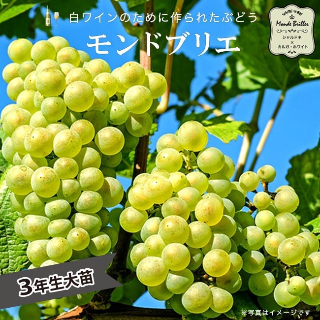 000000055845-01.jpg?size=m&w=