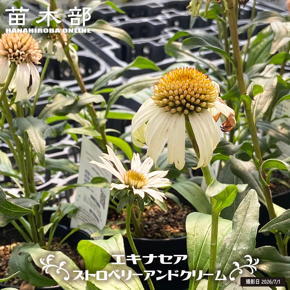バラ ラジオ HT ハイブリッドティー 苗 おすすめ 苗木部 By 花ひろば