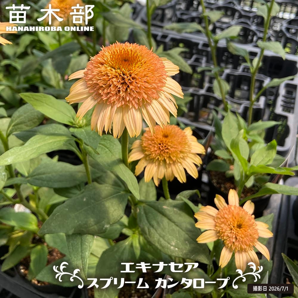 レウカンセマム ミルキーウェイ バナナクリーム 苗 販売 苗木部 By 花