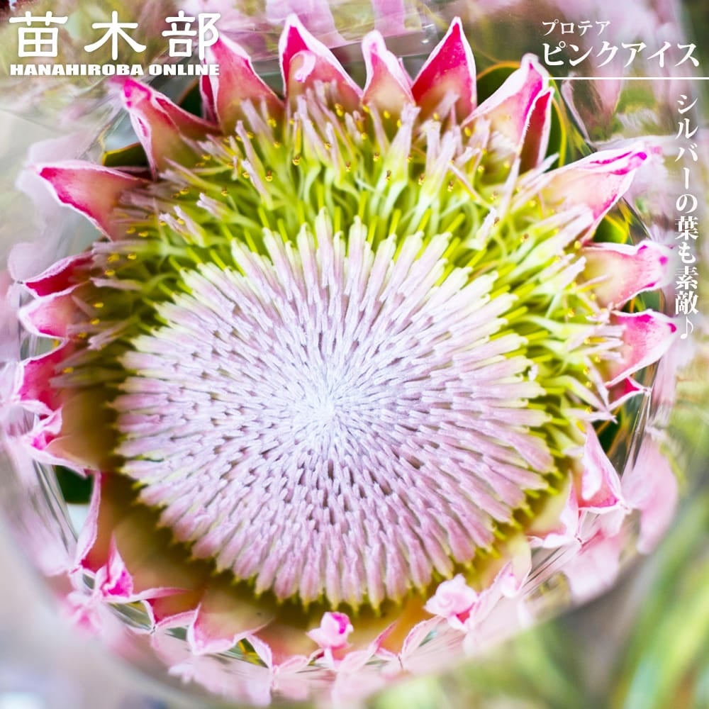 熱帯果樹の種 【ジャワオリーブ】 Sterculia foetida