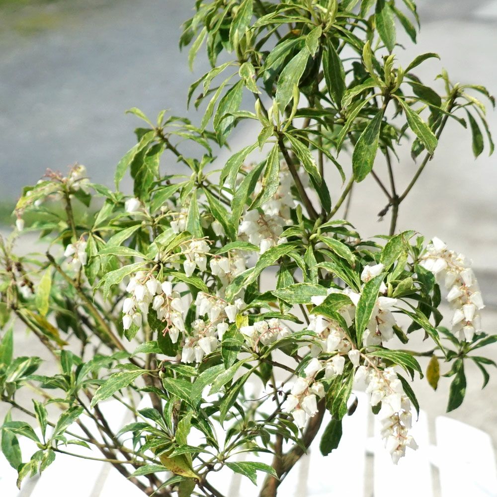 000000056058-02.jpg?size=l&w=