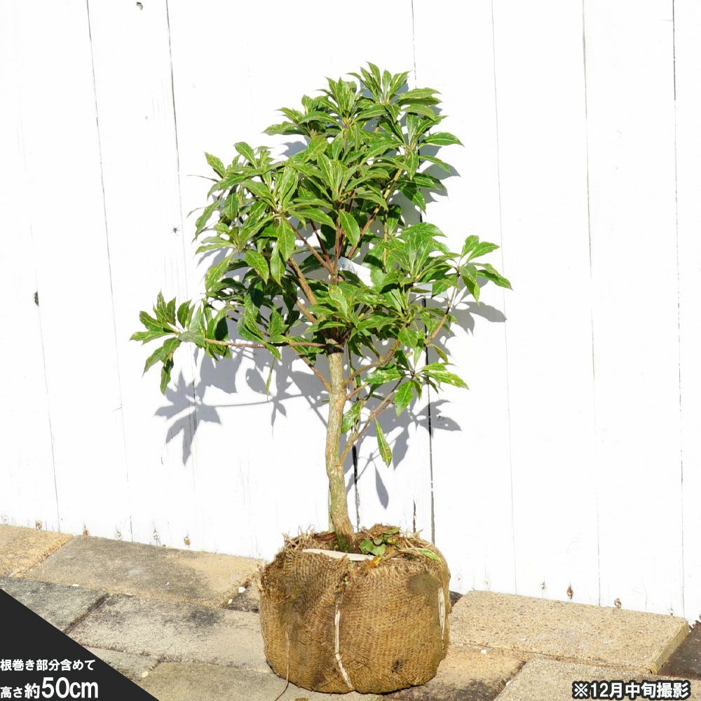 000000056058-03.jpg?size=l&w=