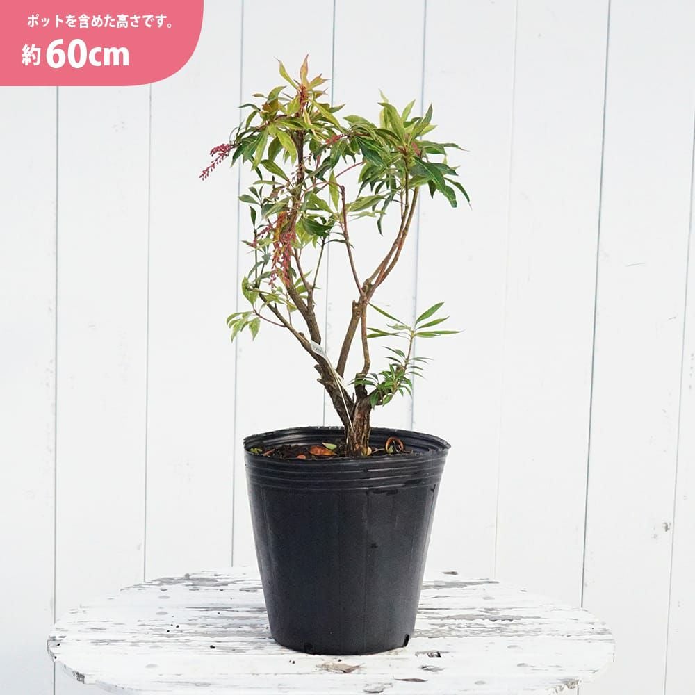 000000056058-04.jpg?size=l&w=