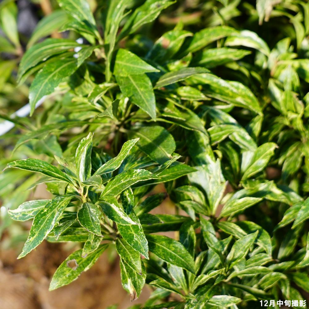 斑入りアセビ　/ 52 アセビ 斑入り 苗 販売 苗木部 By 花ひろばオンライン