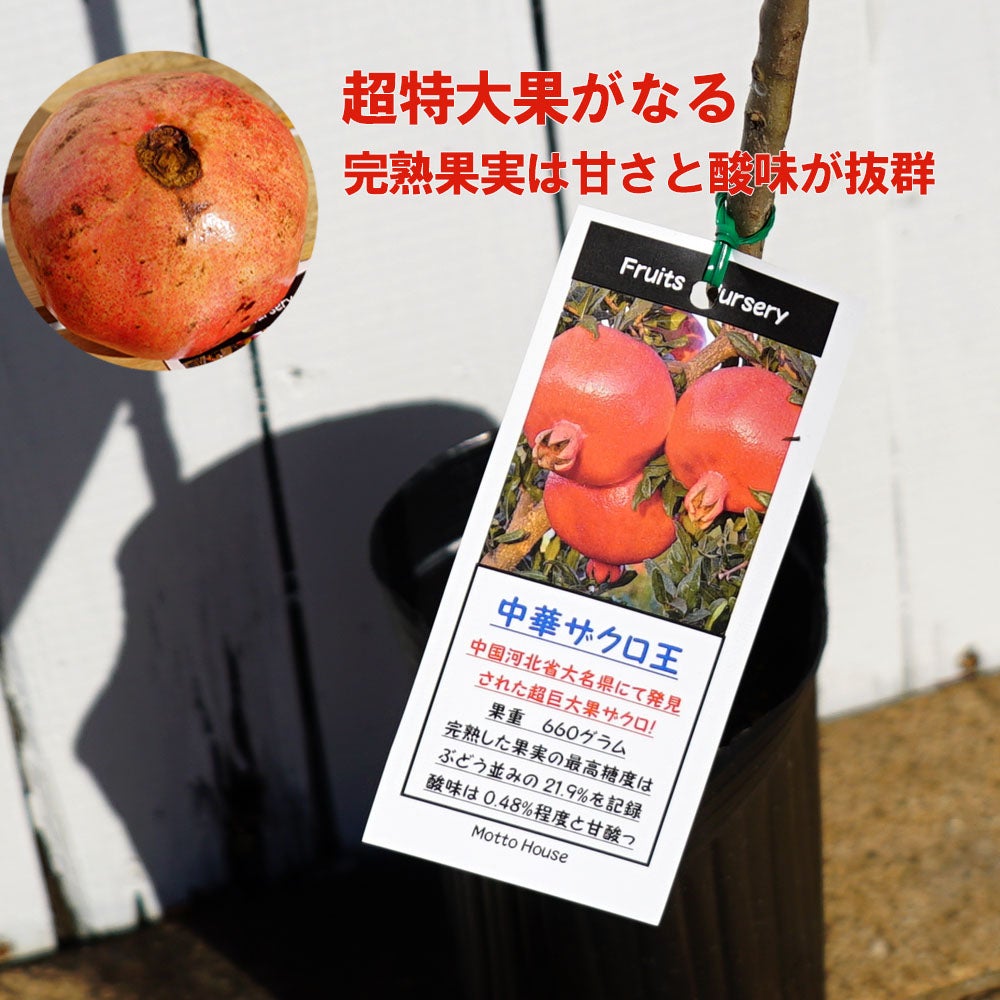 籠のざくろ 000000056098-02.jpg?size=l&w=