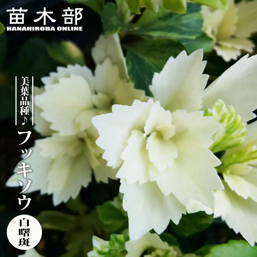 000000056108-01.jpg?size=l&w=