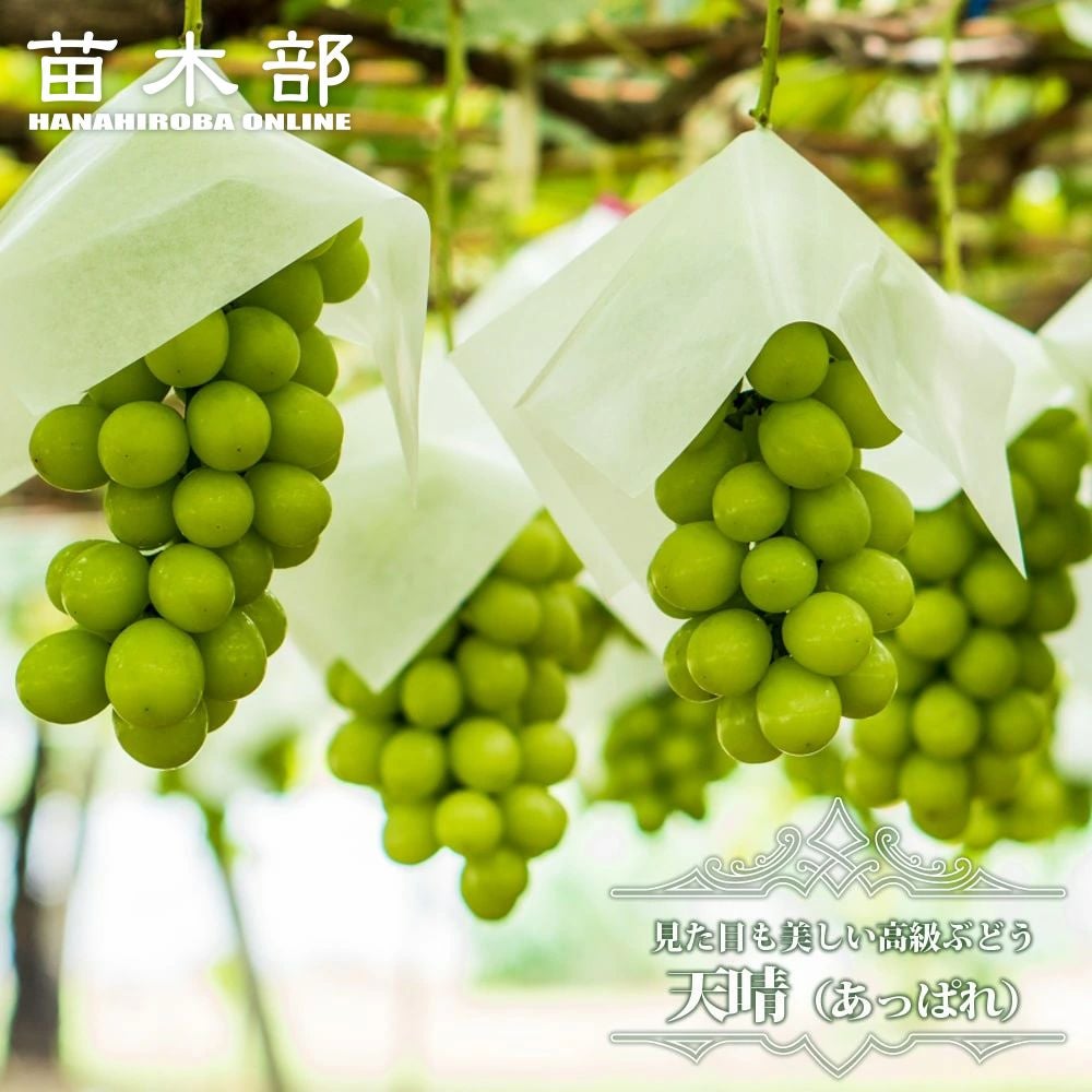 000000056246-01.jpg?size=m&w=