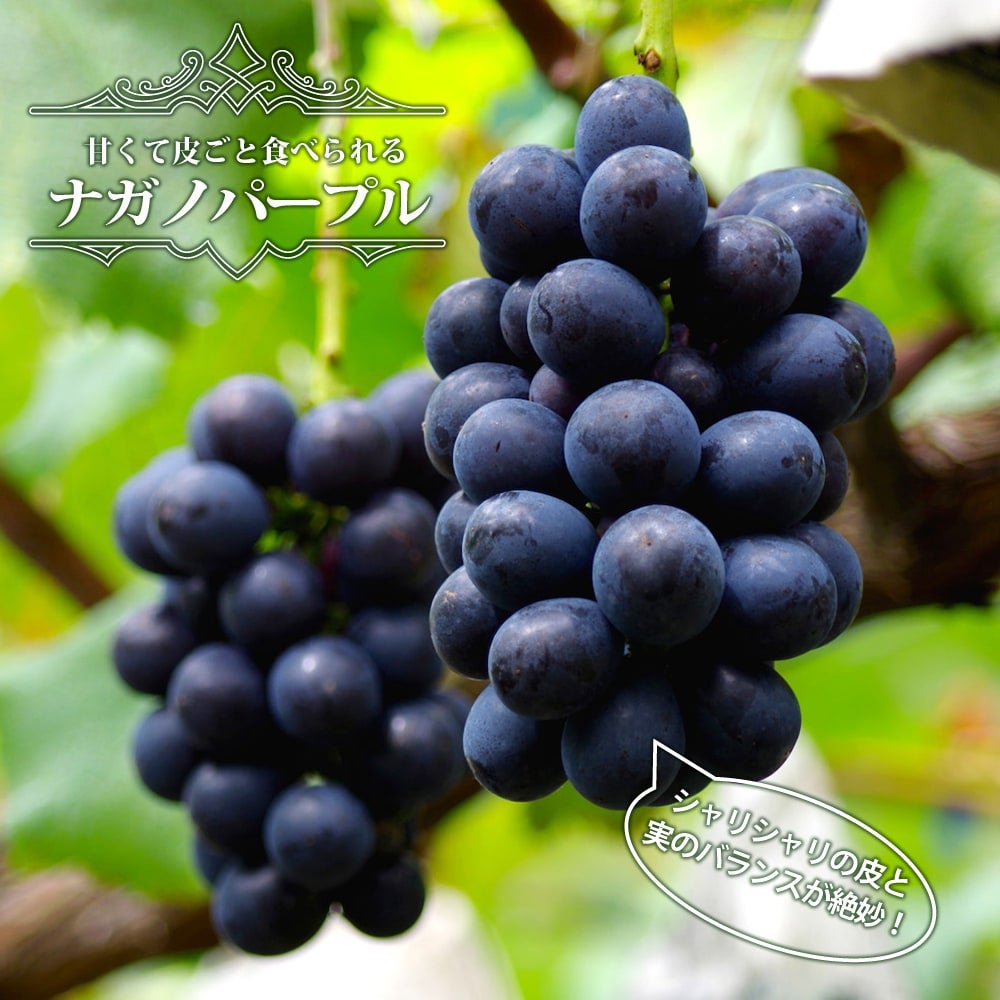 長野パープル　特大苗木　鉢100L 葡萄　山葡萄苗木　2メートル　直立4本出し 000000056247-01.jpg?size=l&w=
