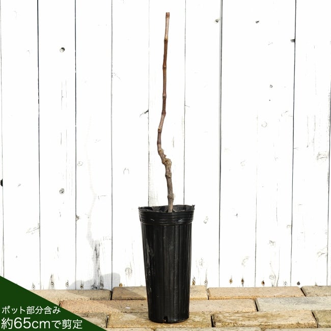 000000056247-02.jpg?size=l&w=