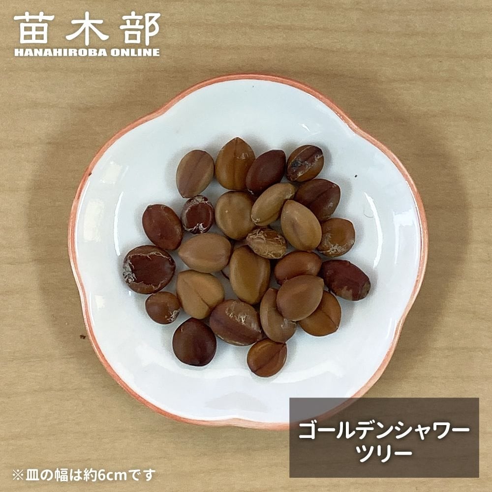 種子 【ゴールデンシャワーツリー】 Cassia javanica