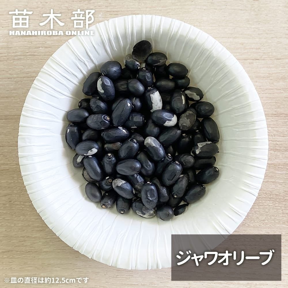 熱帯果樹の種 【ジャワオリーブ】 Sterculia foetida