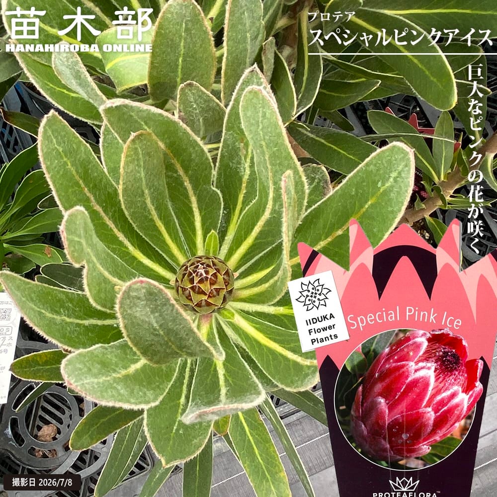 プロテア スペシャルピンクアイス 苗 販売 苗木部 By 花ひろばオンライン
