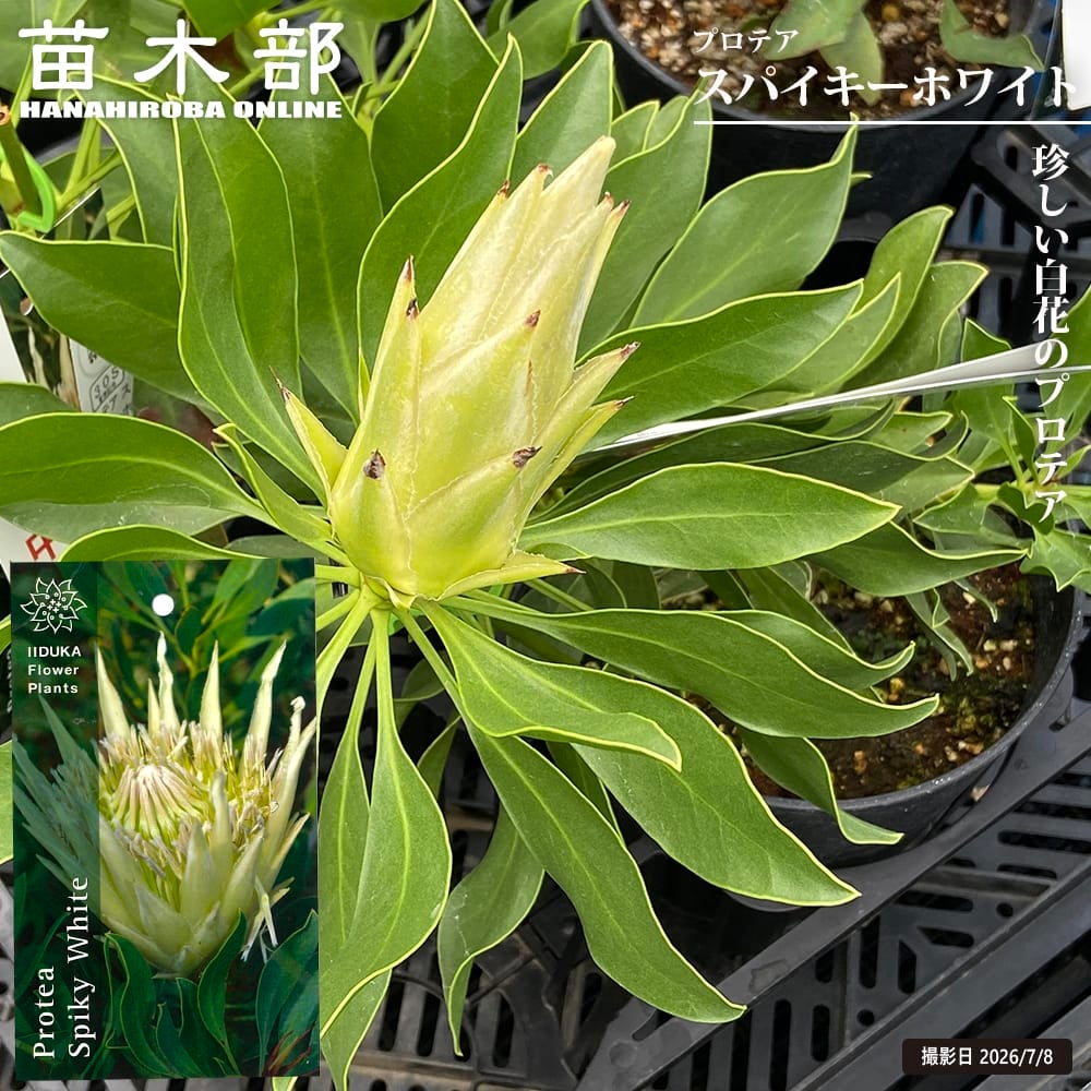 プロテア スパイキーホワイト 苗 販売 苗木部 By 花ひろばオンライン