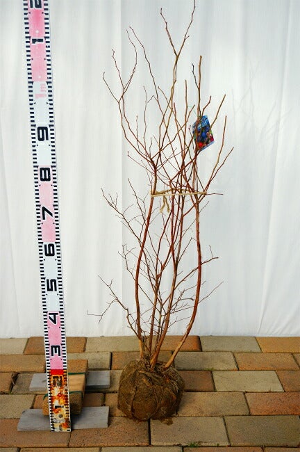 ブルーベリー ノーザンハイブッシュ系 ブルーレイ 苗 植え方 苗木部