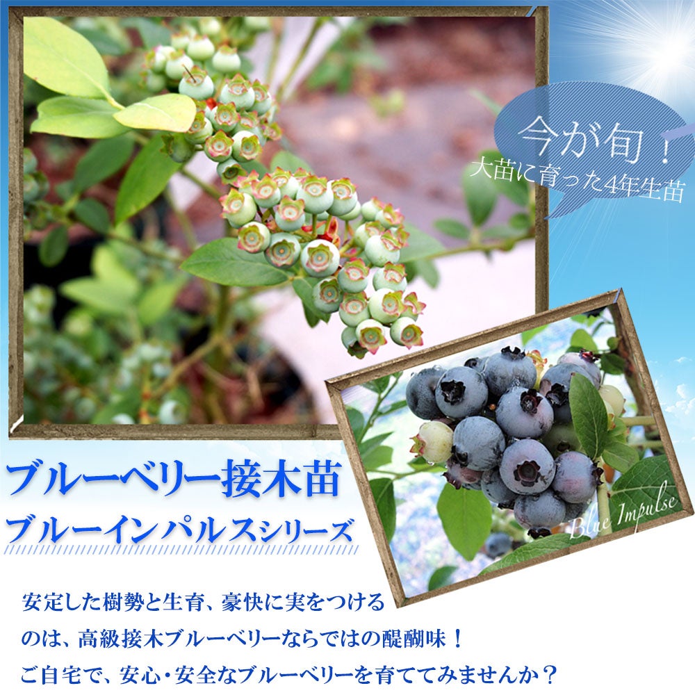 ブルーベリー サザンハイブッシュ系 リヴェイル 苗 おすすめ 苗木部