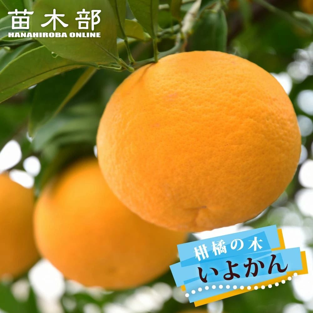 000000056737-01.jpg?size=m&w=