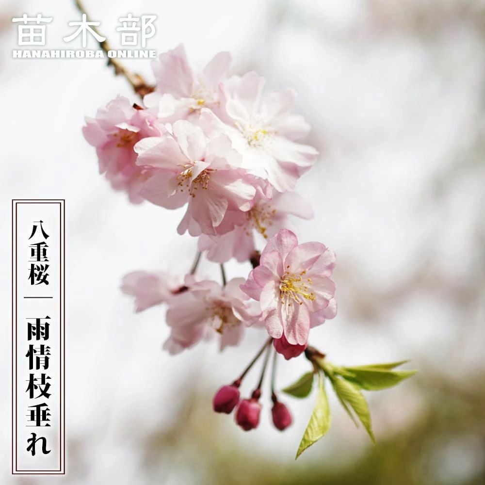ウメ 花梅 枝垂れ梅 白 八重咲き 苗 通販 苗木部 By 花ひろばオンライン