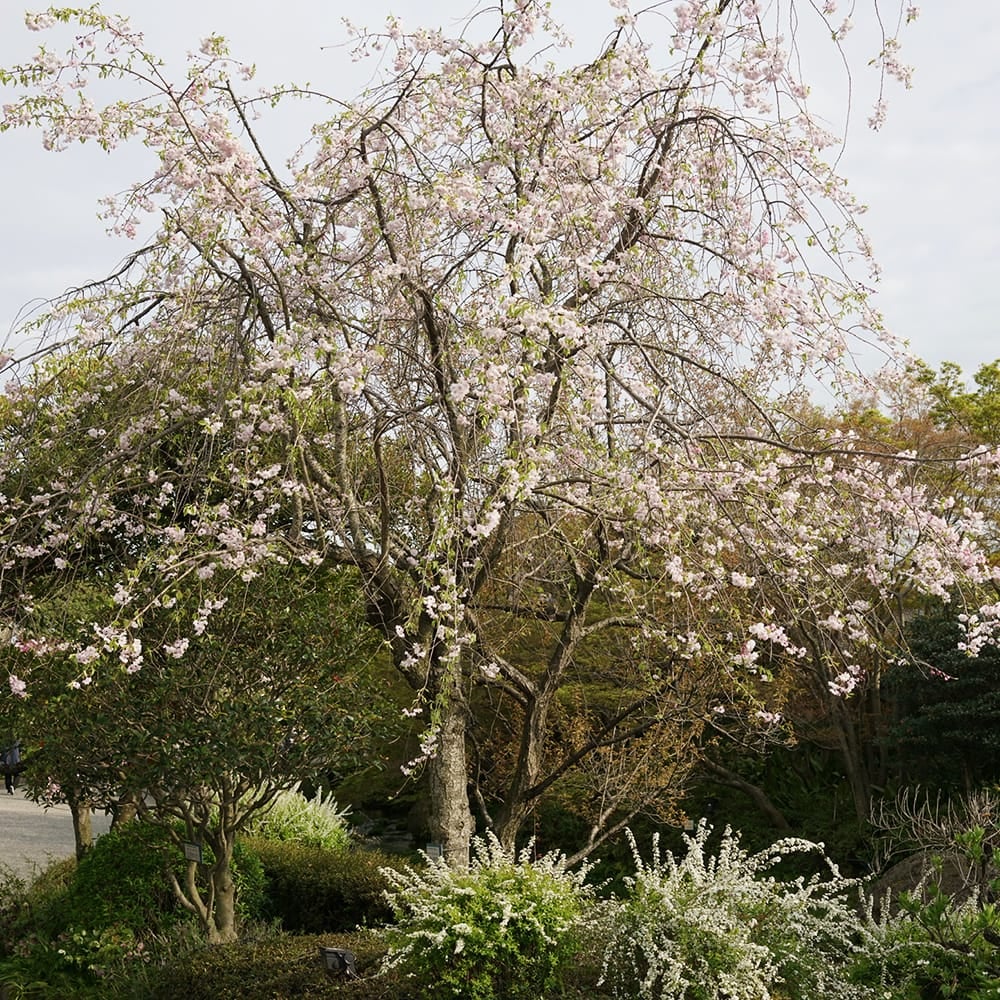 しつけ付き未使用　小紋　ベージュ　枝垂れ桜 薄萌葱色に枝垂れ桜と雪輪の訪問着(袷) | 宅配着物レンタルの京都かし