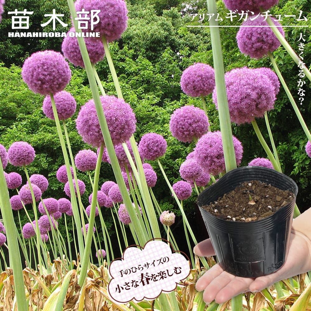 アリアム ギガンチューム 球根 販売 苗木部 By 花ひろばオンライン
