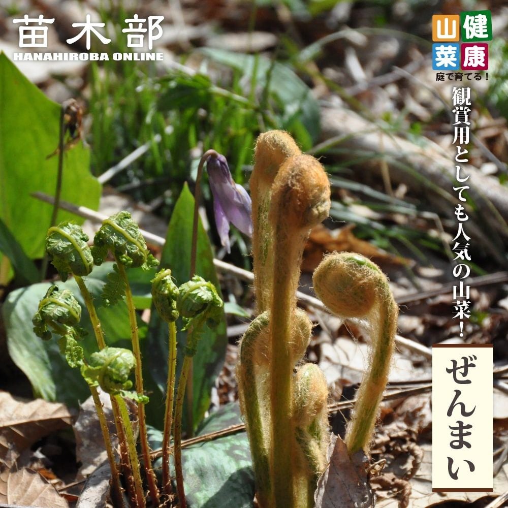 わらび 苗 販売 苗木部 By 花ひろばオンライン