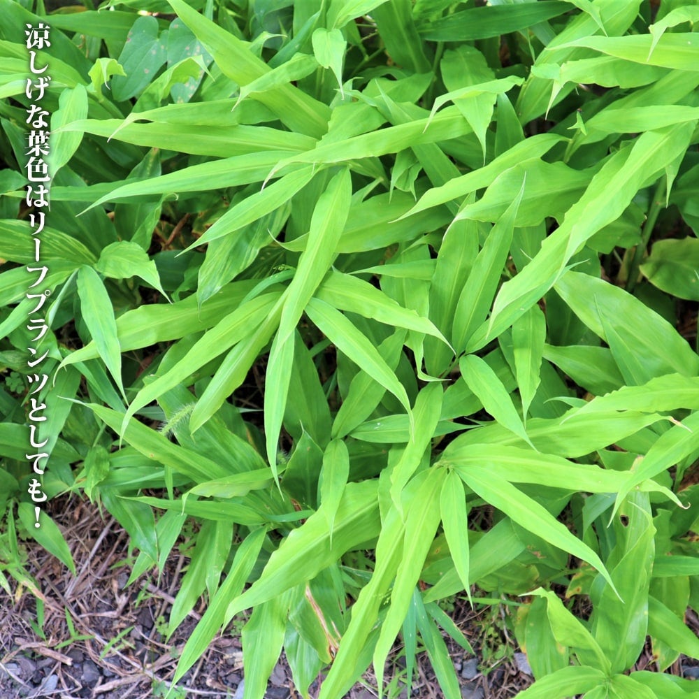 ミョウガ 苗 販売 苗木部 By 花ひろばオンライン