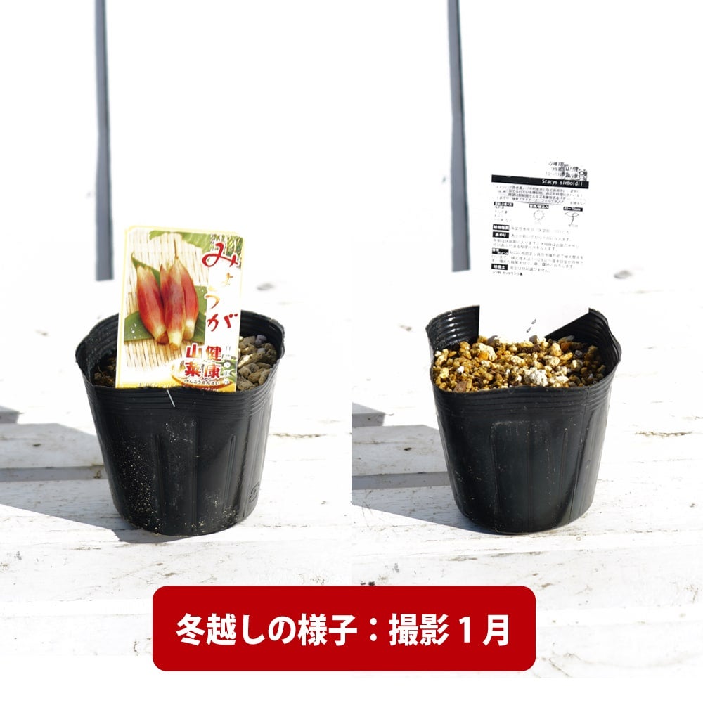 000000056875-05.jpg?size=l&w=