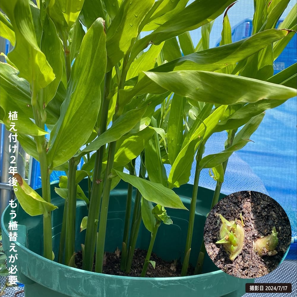 ミョウガ 苗 販売 苗木部 By 花ひろばオンライン