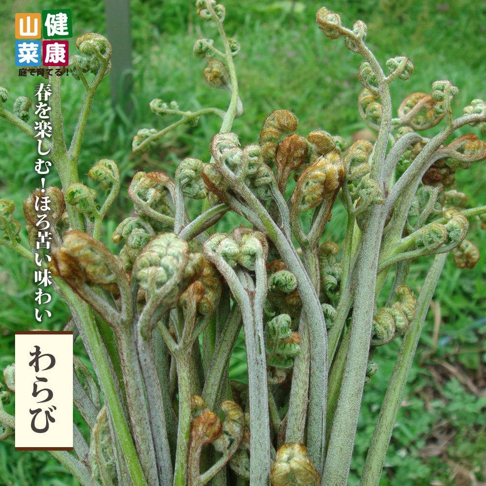 000000056876-01.jpg?size=m&w=