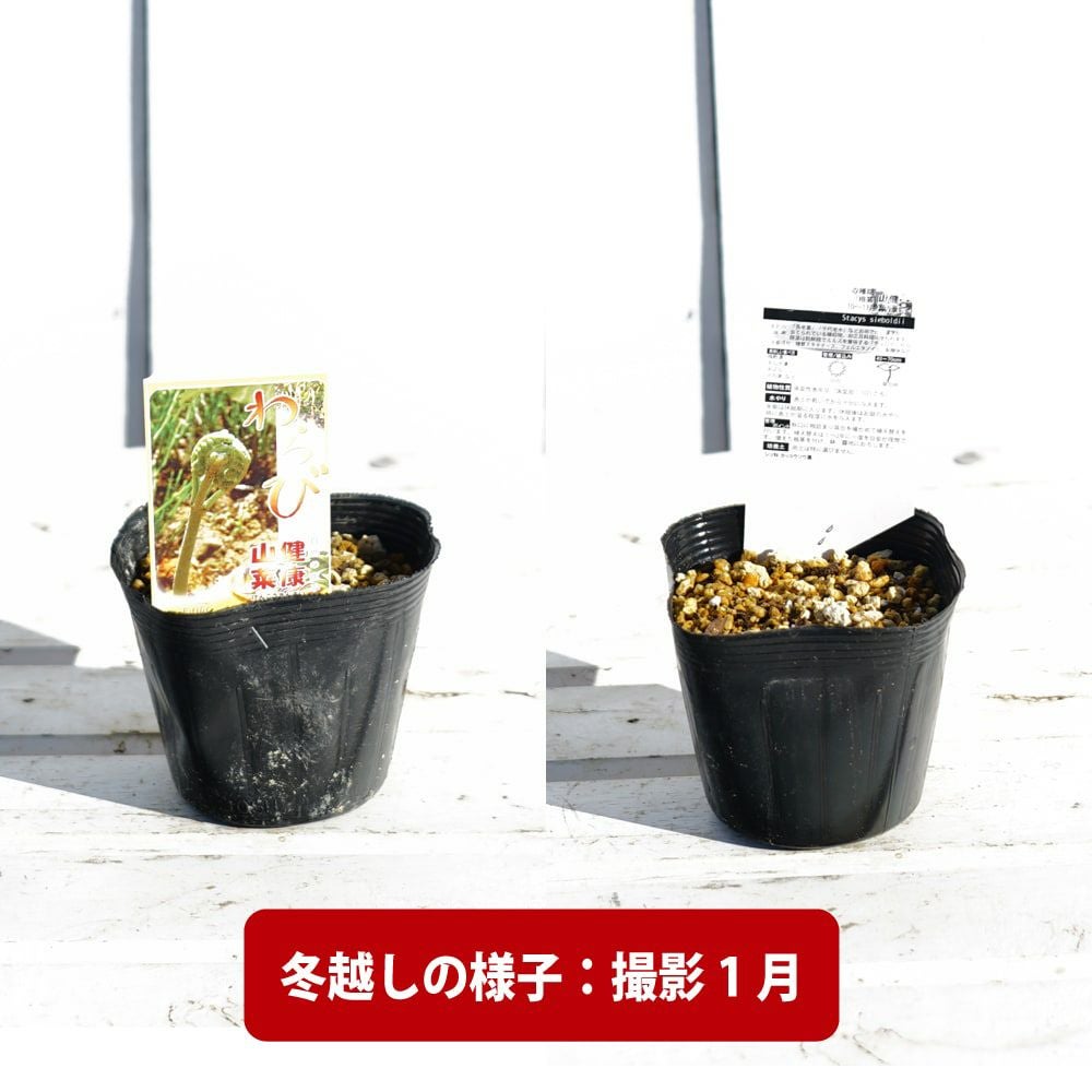 000000056876-04.jpg?size=l&w=