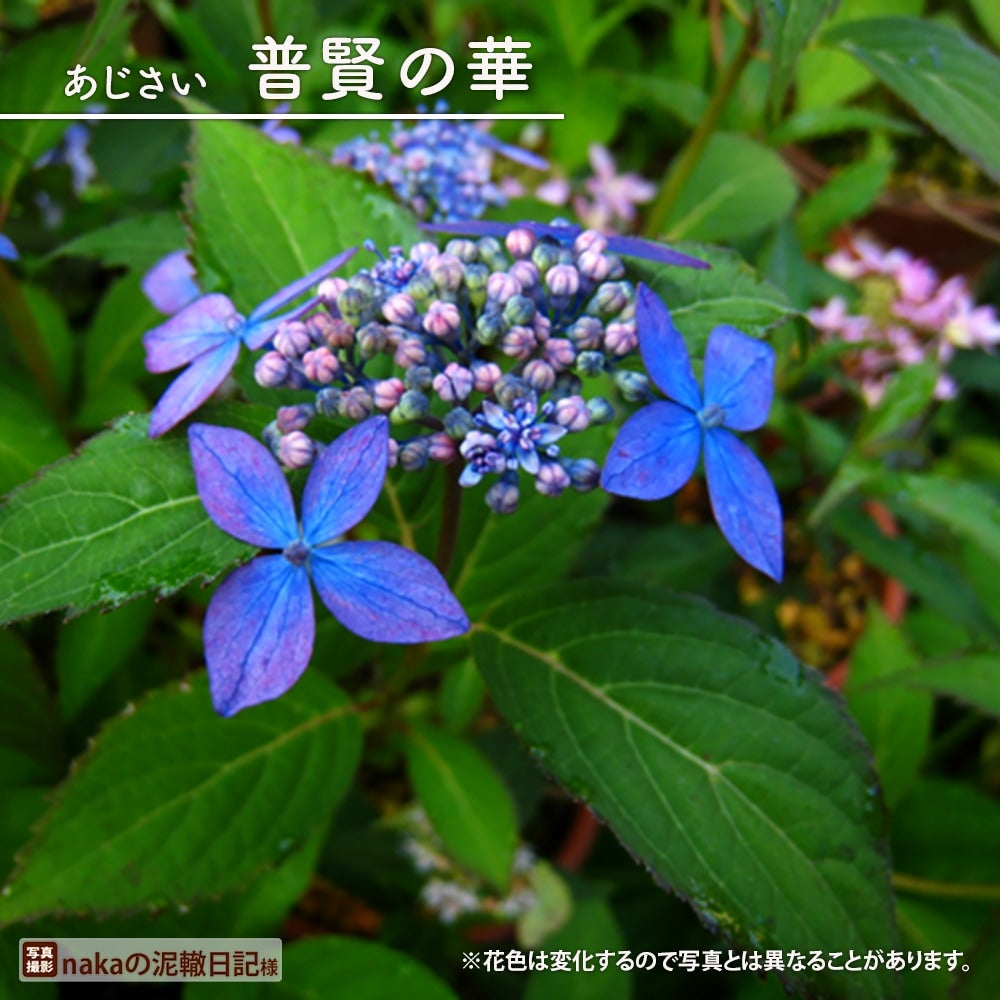 アジサイ 普賢の華 苗 販売 苗木部 By 花ひろばオンライン