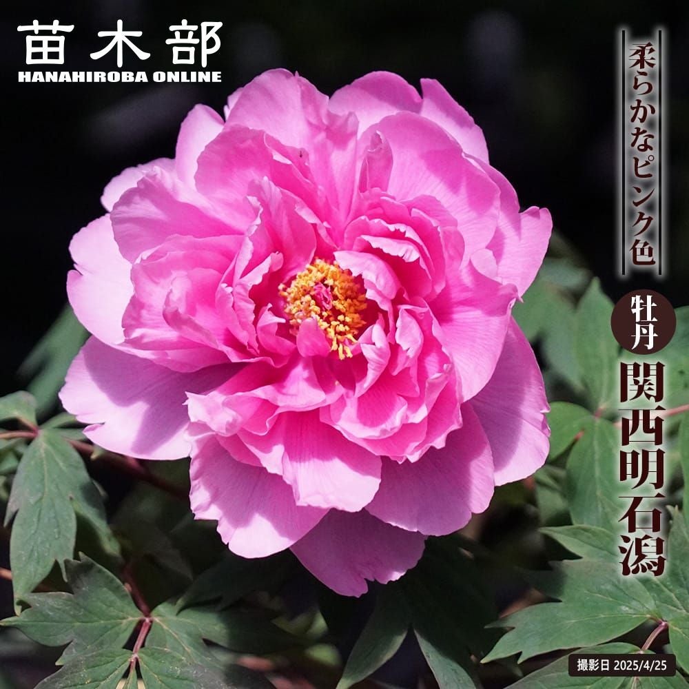 牡丹 関西明石潟 苗 販売 苗木部 By 花ひろばオンライン